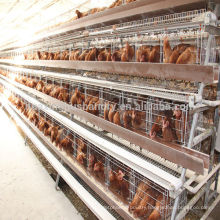 chicken cage for poultry farm for nigeria chicken cage